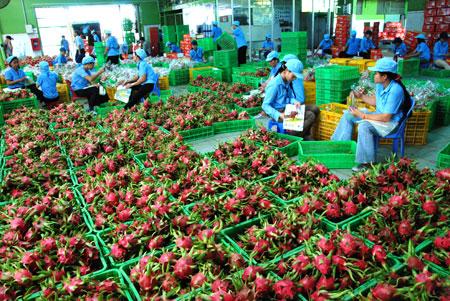 Vietnam to earn US 10 billion from fruit, vegetable exports by 2030
